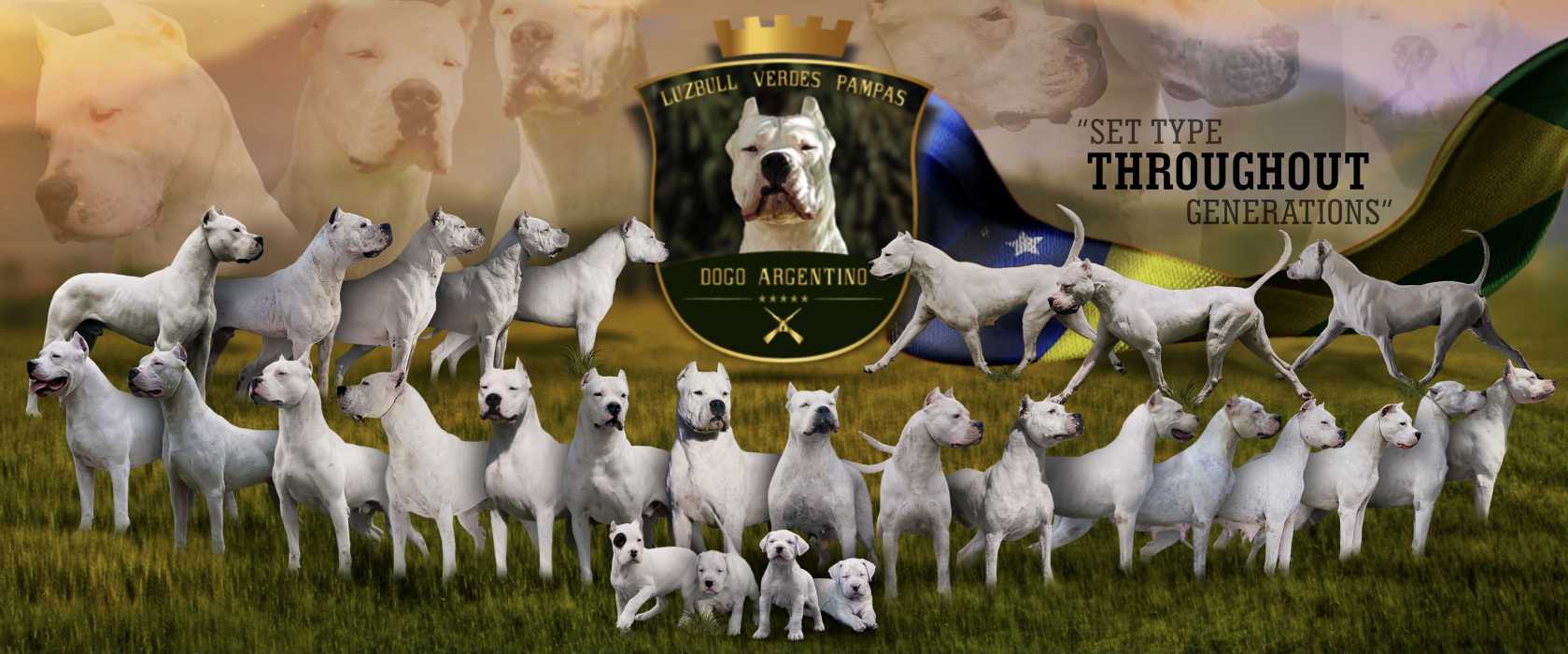 Dogo Argentino: conheça esta raça de cães e as suas caraterísticas